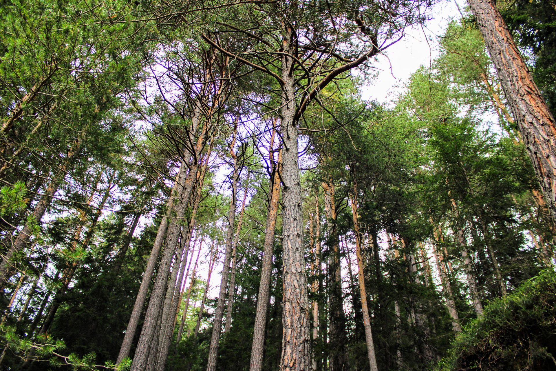 Németh Bernadett: Erdei séta