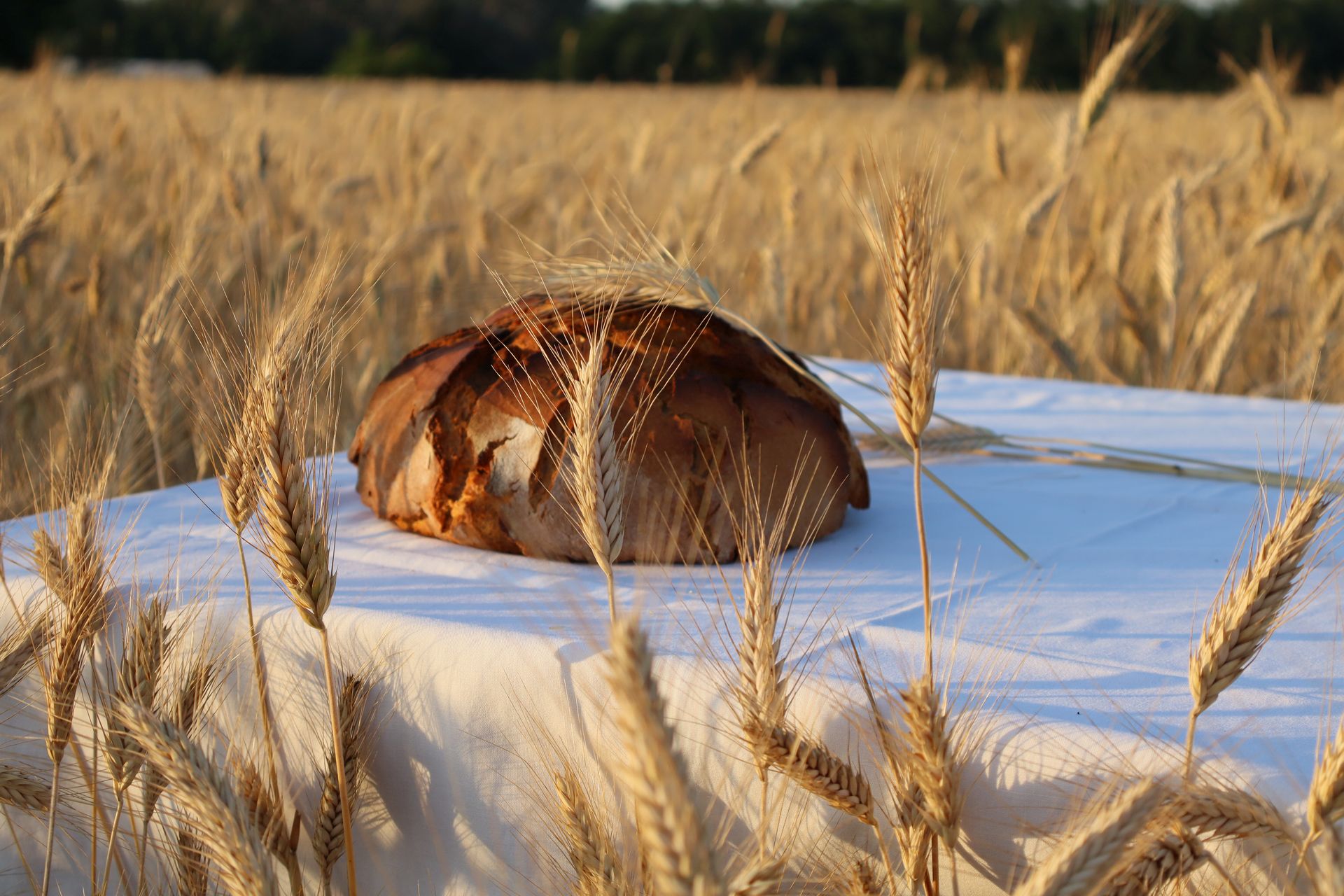 Orbán Tibor Ferenc: Kalász és kenyér