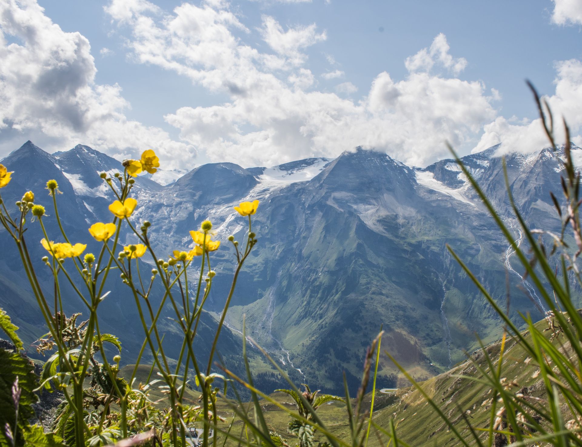Németh Bernadett: Réti virágok panorámája