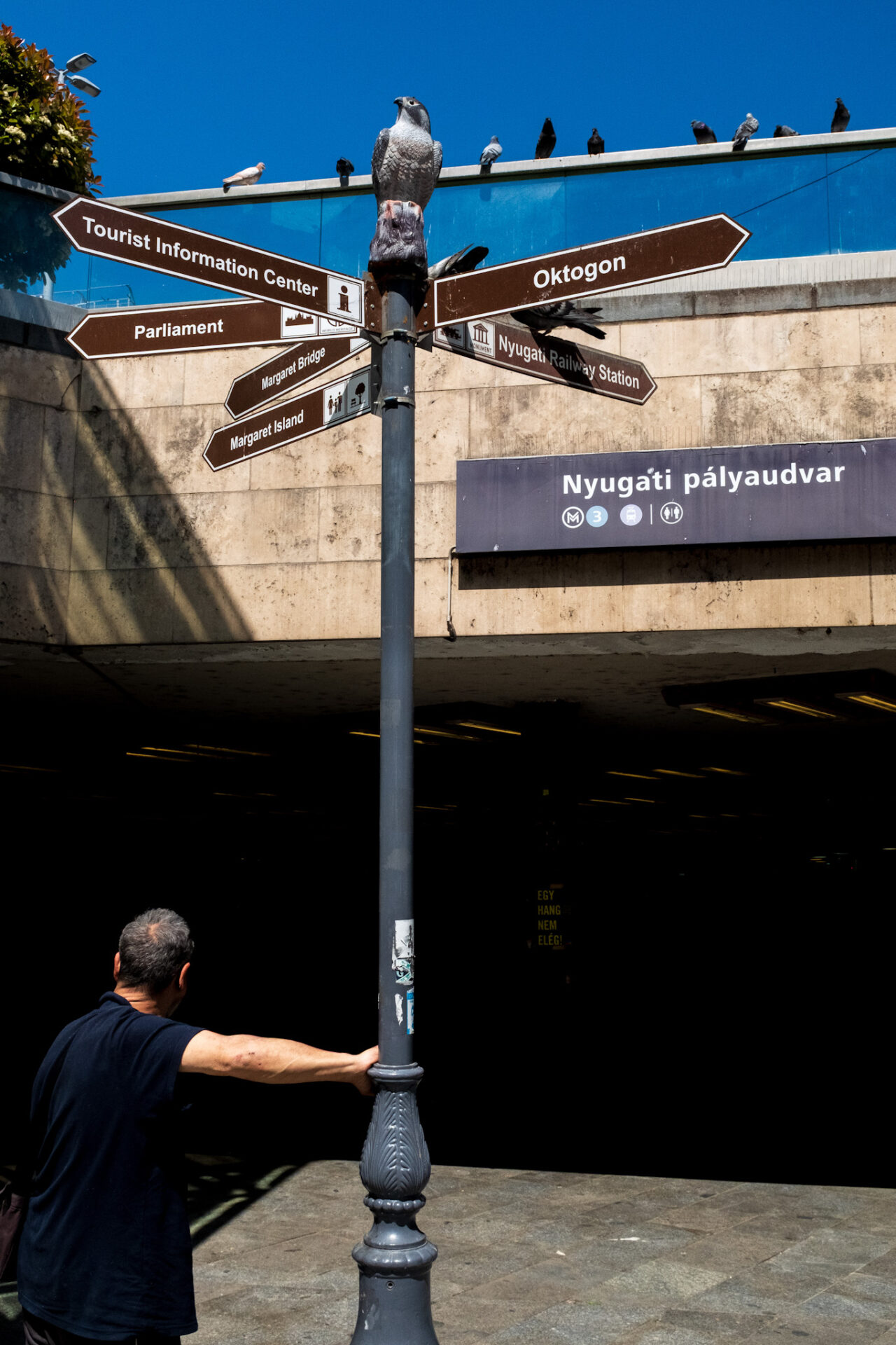 Tóth Balázs: Nyugati madarak