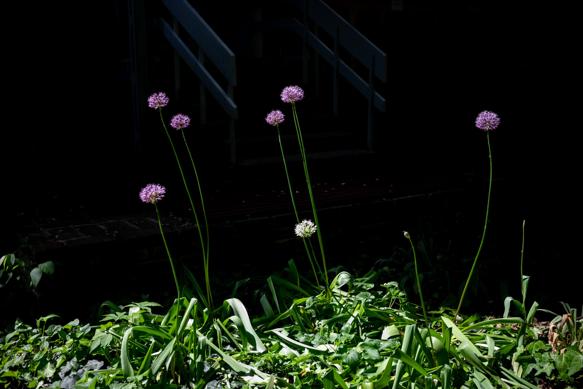 Tóth Balázs: Lila fejek