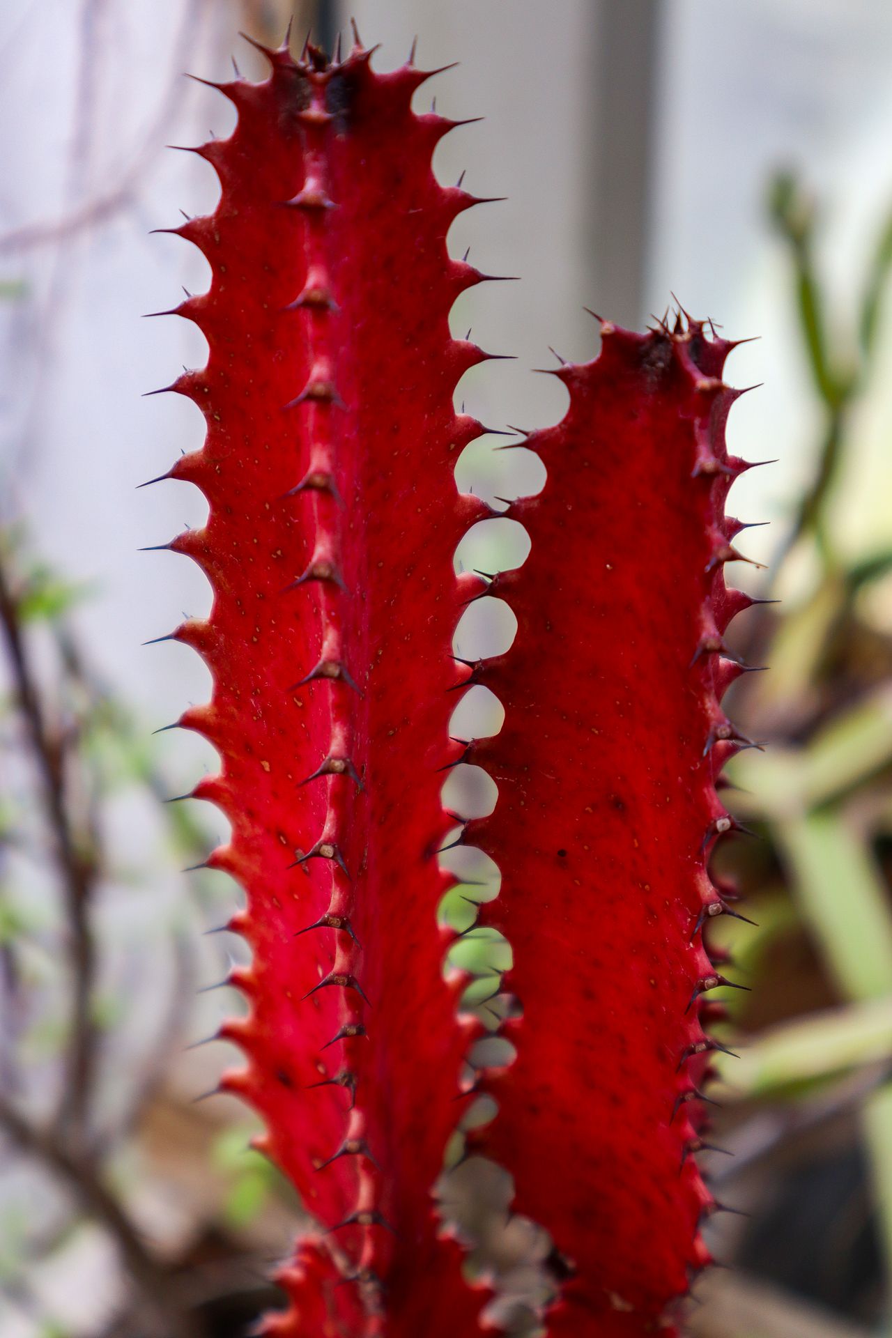 Orbán Tibor Ferenc: Vörös testvérek