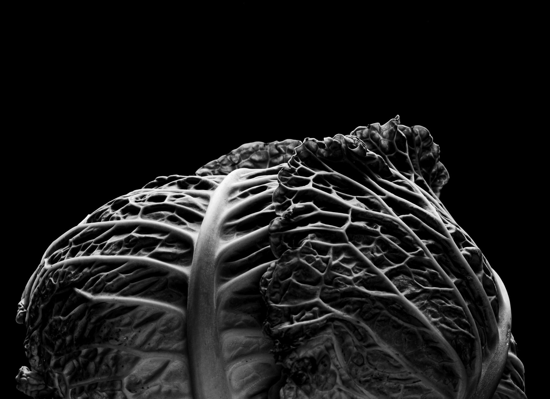 Kóra Katalin Bianka: Káposzta